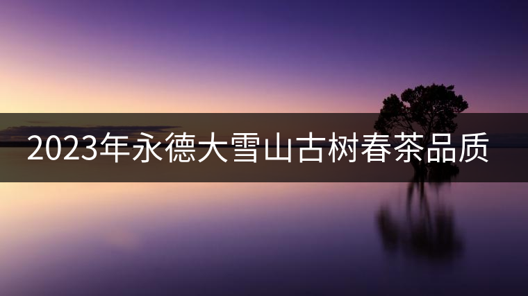 2023年永德大雪山古樹春茶品質(zhì)如何？