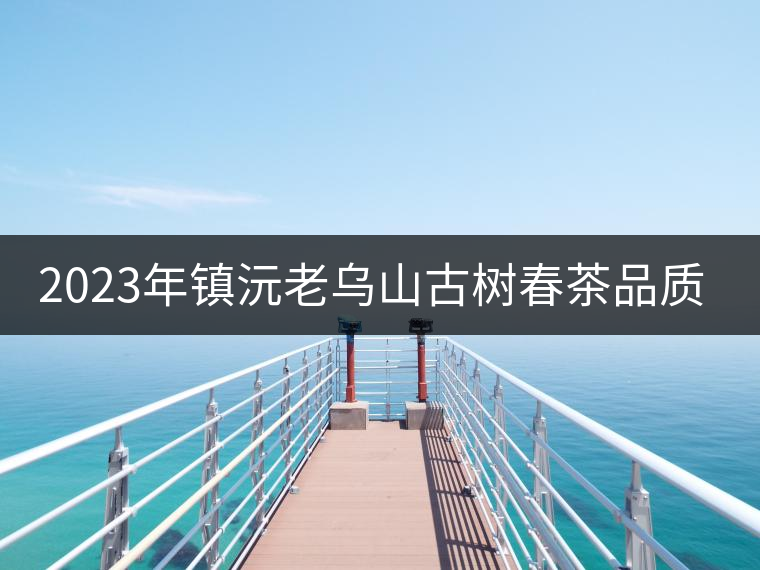 2023年鎮(zhèn)沅老烏山古樹春茶品質(zhì)如何？