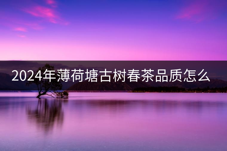 2024年薄荷塘古樹春茶品質(zhì)怎么樣？