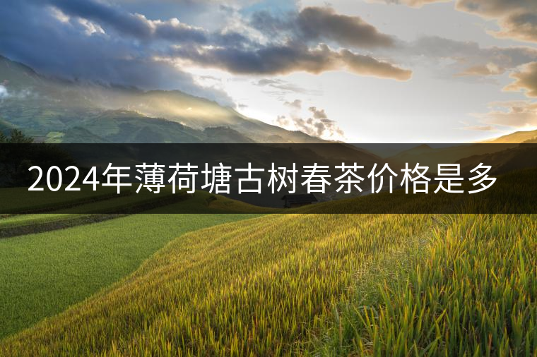 2024年薄荷塘古樹春茶價格是多少？