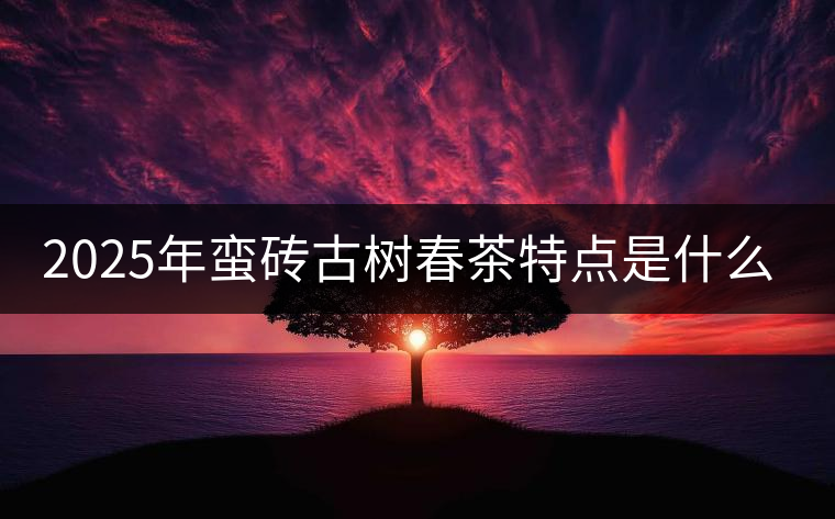 2025年蠻磚古樹(shù)春茶特點(diǎn)是什么？