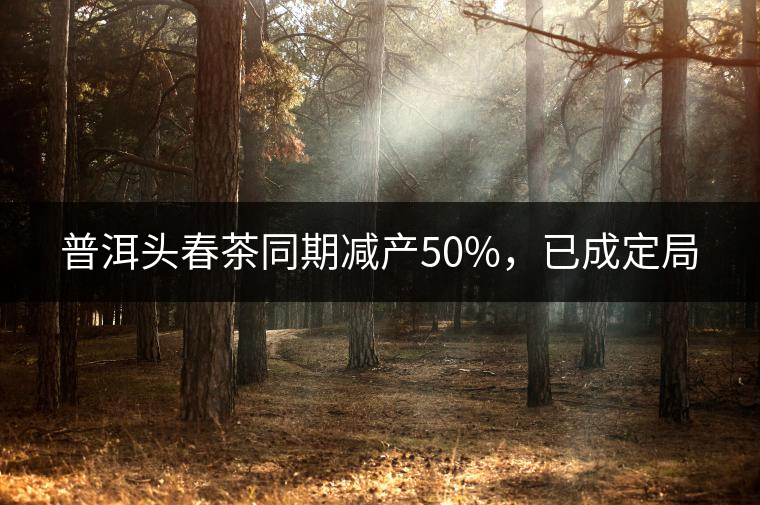 普洱頭春茶同期減產(chǎn)50%，已成定局