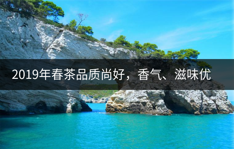 2019年春茶品質(zhì)尚好，香氣、滋味優(yōu)于去年