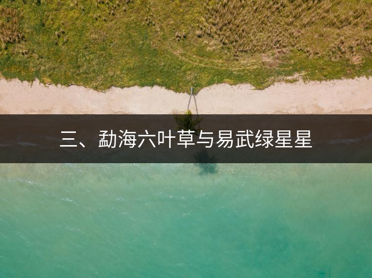 三、勐海六葉草與易武綠星星