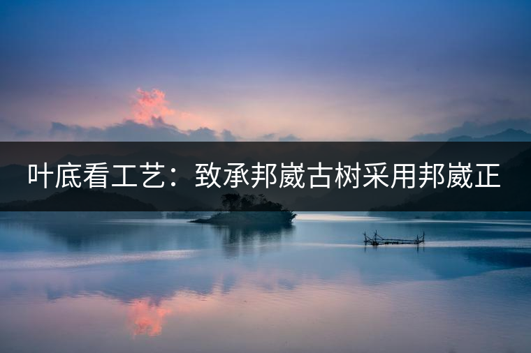 葉底看工藝：致承邦崴古樹采用邦崴正山三百至五百年古茶樹頭春鮮葉。經(jīng)手工殺青，石墨壓制，餅型周正，嚴(yán)守傳統(tǒng)工藝；葉底鮮活，幾乎無糊點(diǎn)，前期殺青較輕，這樣更利于后期轉(zhuǎn)化。