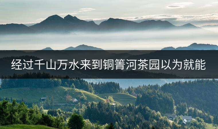 經(jīng)過千山萬水來到銅箐河茶園以為就能收到茶了？