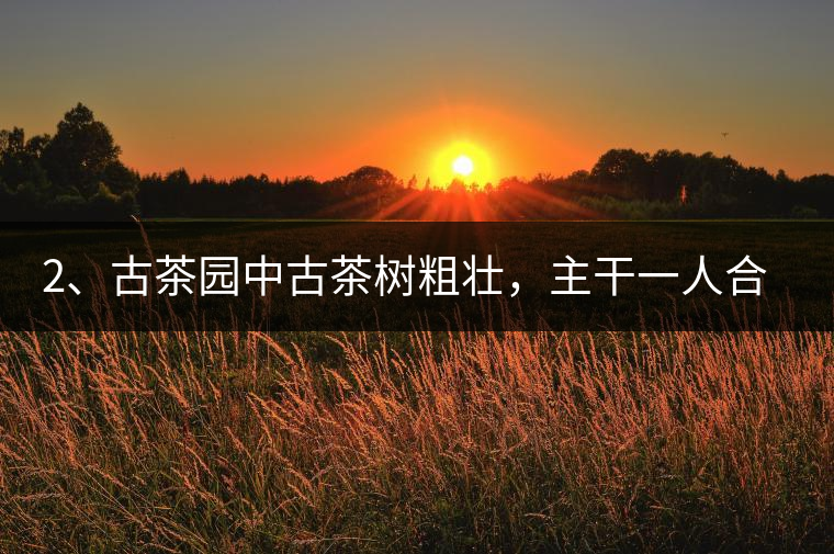 2、古茶園中古茶樹粗壯，主干一人合圍吃力，枝杈壯碩