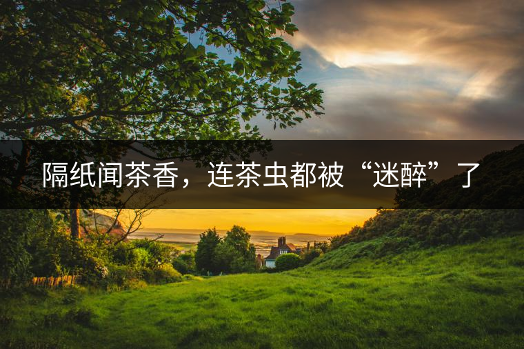 隔紙聞茶香，連茶蟲都被“迷醉”了