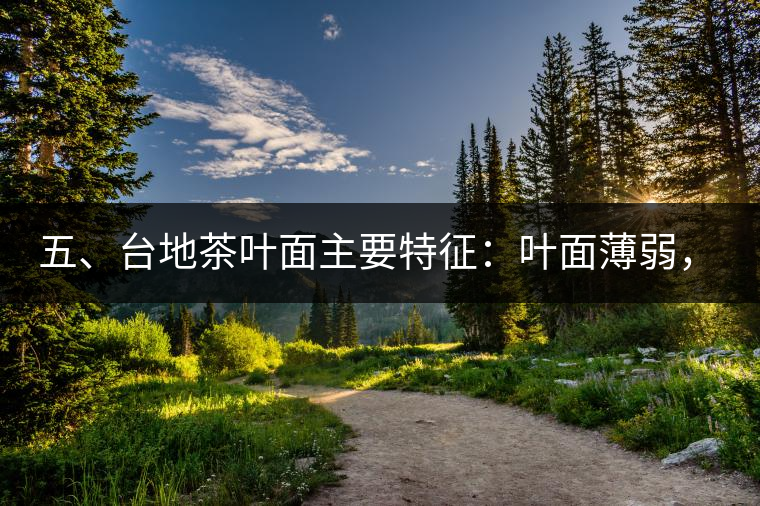五、臺地茶葉面主要特征：葉面薄弱，如薄紙易折;沖泡之后無力恢復(fù)彈性，甚至多次沖泡也不能展開，葉子愈薄愈差。