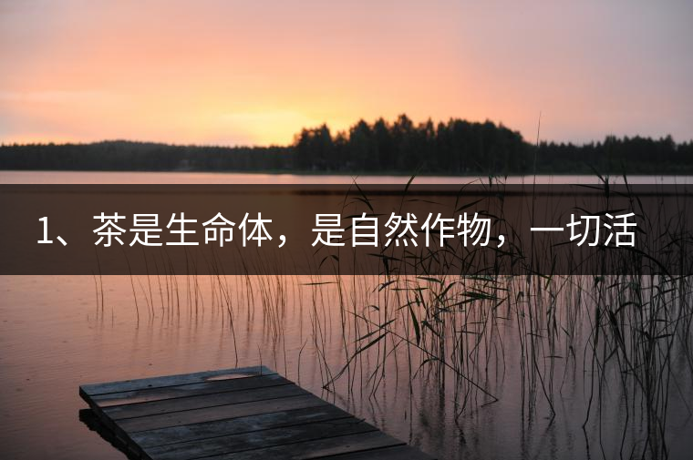 1、茶是生命體，是自然作物，一切活動受自然規(guī)律影響。