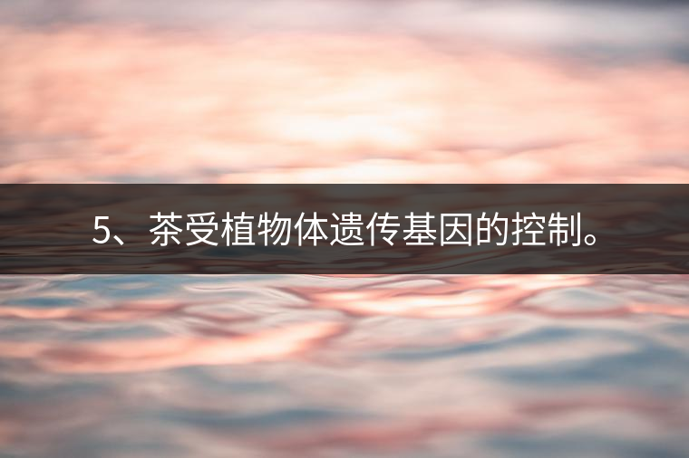 5、茶受植物體遺傳基因的控制。