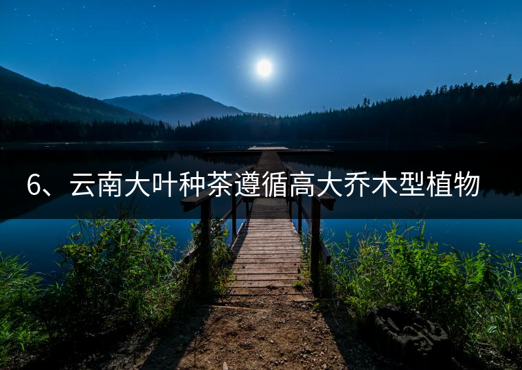 6、云南大葉種茶遵循高大喬木型植物的普遍規(guī)律。