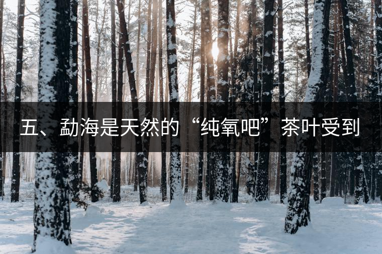 五、勐海是天然的“純氧吧”茶葉受到很好的潤(rùn)澤