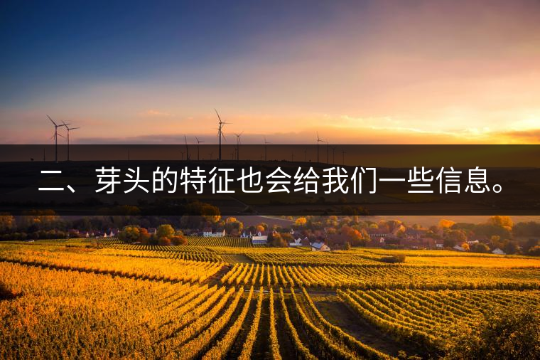 二、芽頭的特征也會(huì)給我們一些信息。