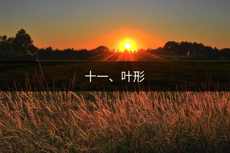 十一、葉形