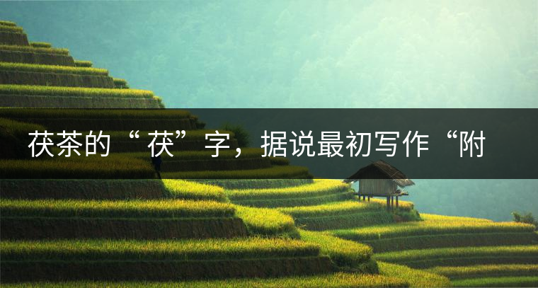 茯茶的“ 茯”字，據(jù)說最初寫作“附”，意思就是非“正”品，次等貨。茯磚茶選料多用質(zhì)地很老的茶葉，加上茶梗與枝葉拼配。陳化后，性溫，有著獨特的營養(yǎng)價值，更有助于幫助消化去膩。有些時候，茶傳播也有尷尬的時候，今天中原大地流行喝陳茶的時候，這個地方卻開始喝新茶。喝也喝出問題來，磚茶不適合品新，因為老枝葉含氟高的緣故，許多牧民甚至氟中毒，國家正在著手解決這一問題。但從根本上來說，還是需要消費者回到自己的傳統(tǒng)，把茶葉的儲藏習(xí)慣繼續(xù)保留。