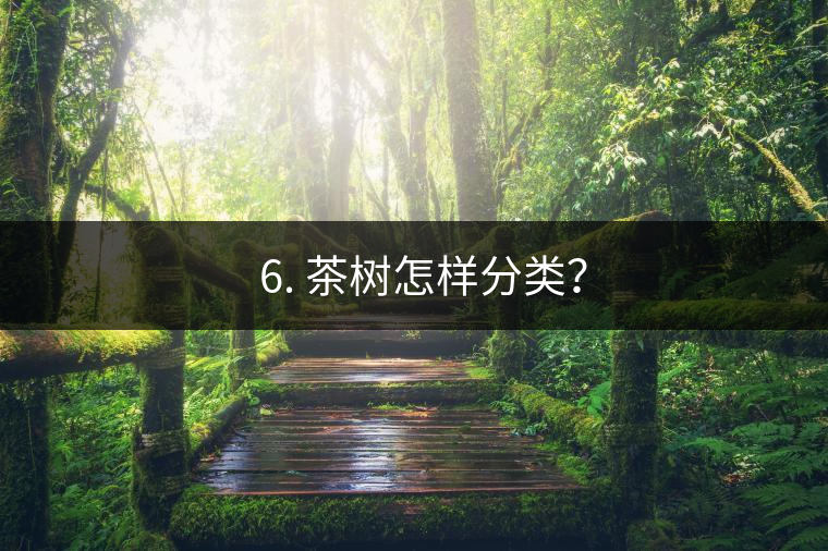 ? 6. 茶樹(shù)怎樣分類？