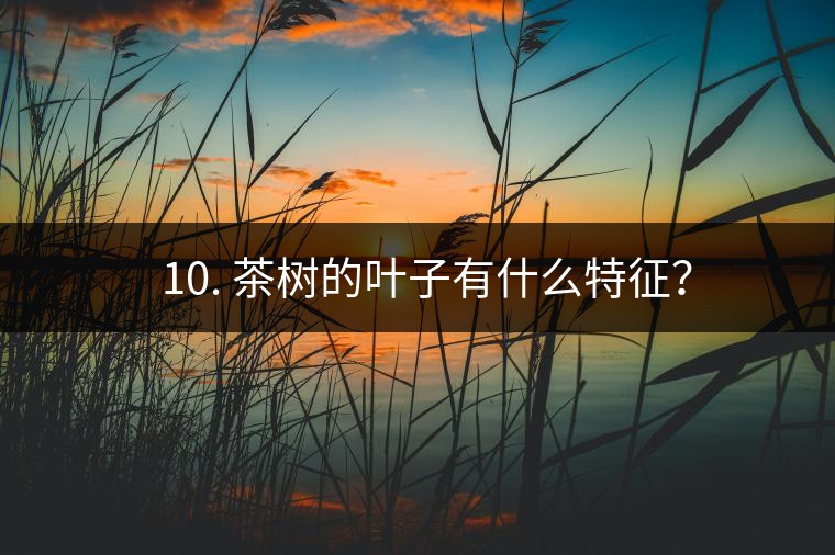 ? 10. 茶樹(shù)的葉子有什么特征？