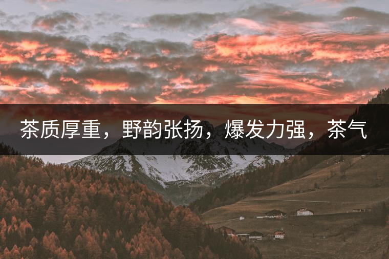 茶質(zhì)厚重，野韻張揚(yáng)，爆發(fā)力強(qiáng)，茶氣十足