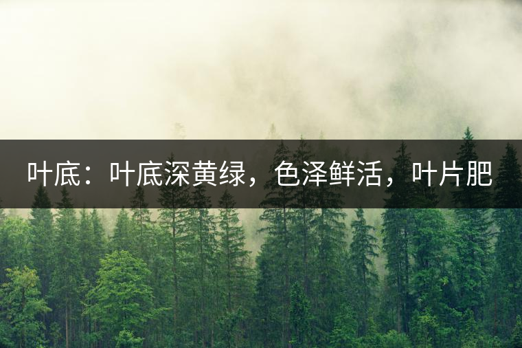 葉底：葉底深黃綠，色澤鮮活，葉片肥厚，梗莖肥壯，而且非常柔韌。