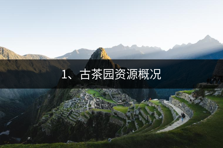 1、古茶園資源概況