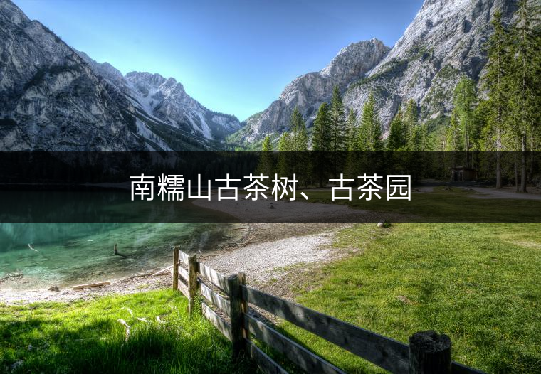 南糯山古茶樹、古茶園