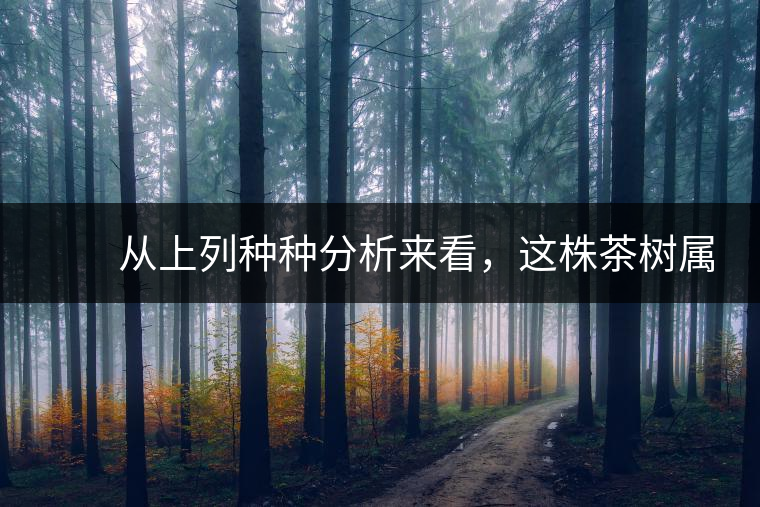 　　從上列種種分析來看，這株茶樹屬野生類型應(yīng)無疑問。