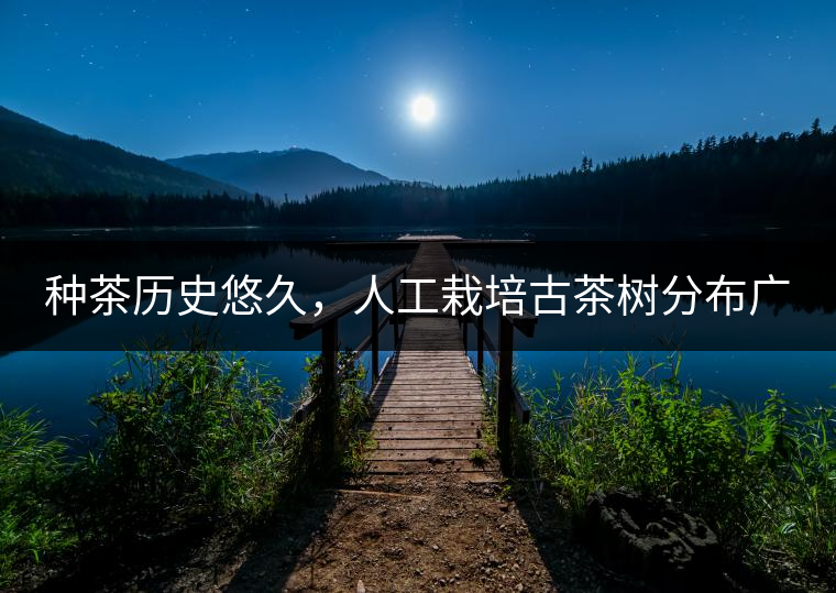 種茶歷史悠久，人工栽培古茶樹分布廣