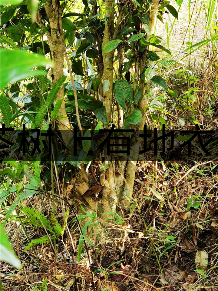 茶樹上有地衣或苔蘚是不是有害的？-1