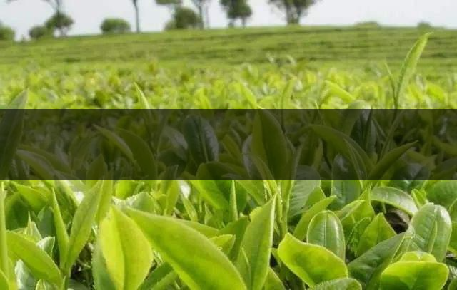 云南省昆明市茶業(yè)簡(jiǎn)述(三) 云南省昆明市茶業(yè)簡(jiǎn)述(三)