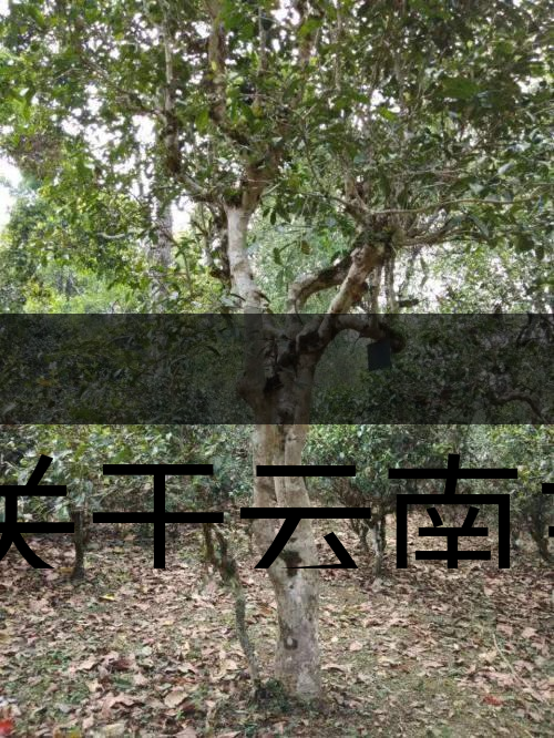 有關(guān)于云南主要茶產(chǎn)區(qū)（臨滄市）的介紹！