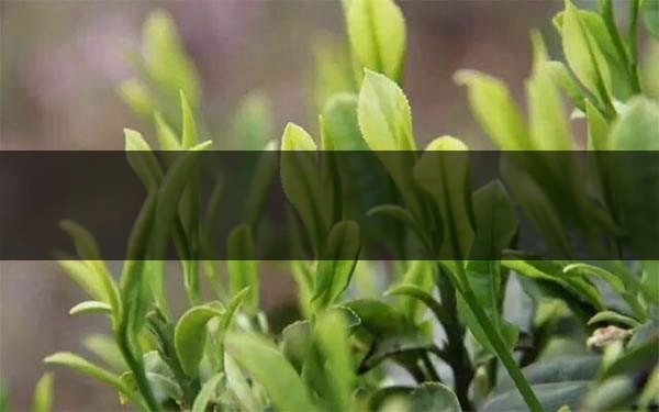什么是雨前茶？雨前茶有何特點(diǎn)？