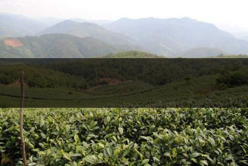 云南省景谷縣茶業(yè)概況簡(jiǎn)述（一）