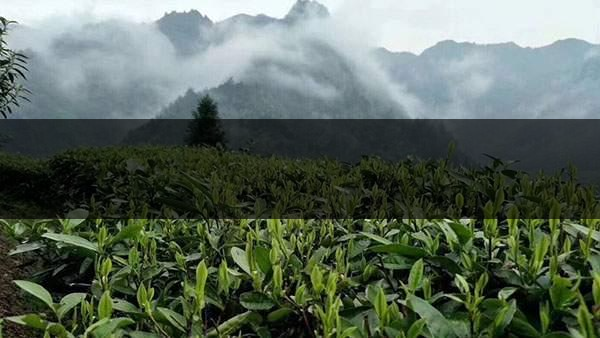 茶葉的甜爽和甘爽各是什么感覺？