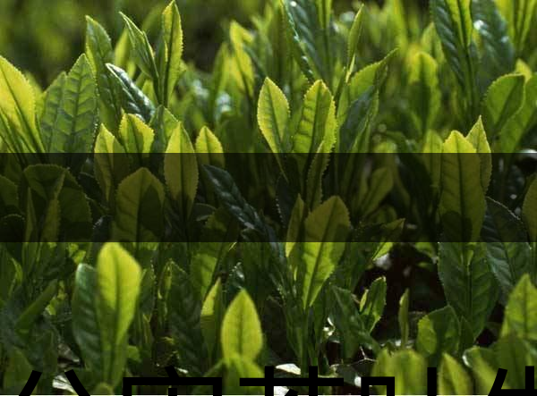 無(wú)公害茶葉生產(chǎn)規(guī)范的條件有哪些？（上篇）