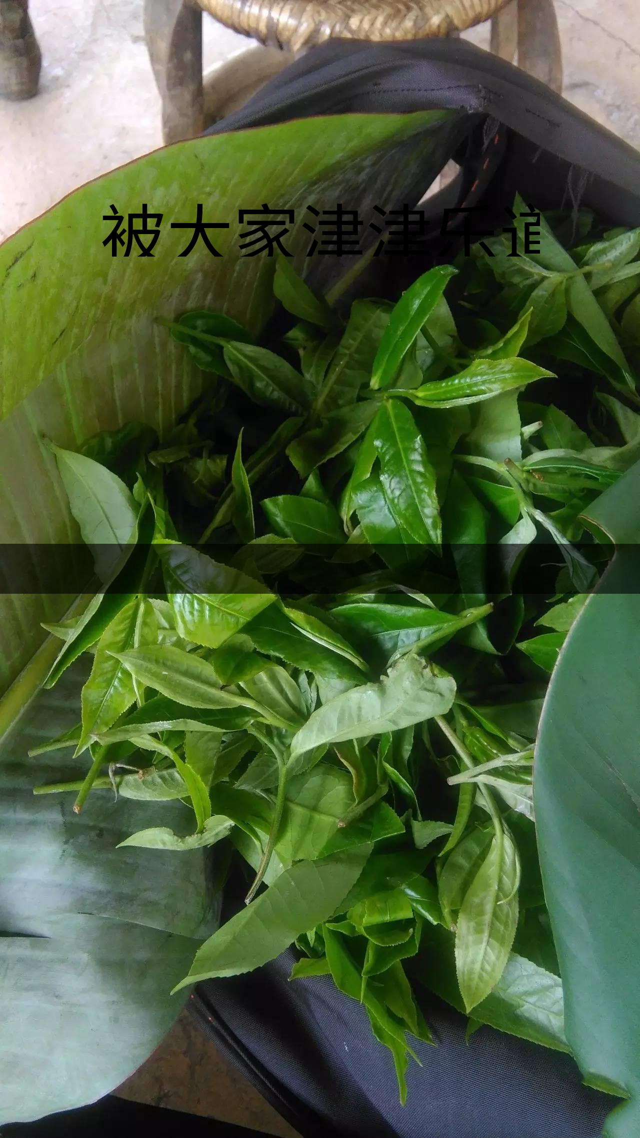 被大家津津樂道的森林茶，你知道是什么？-1-1