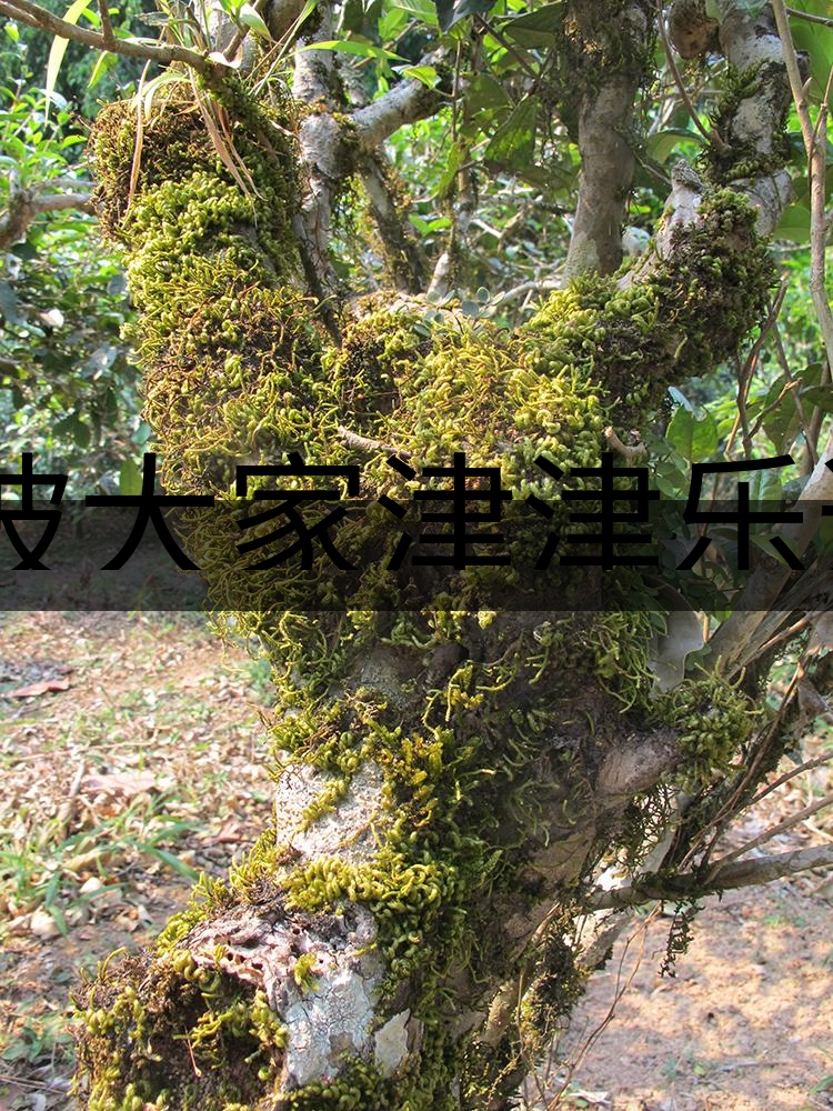 被大家津津樂道的森林茶，你知道是什么？-3-1