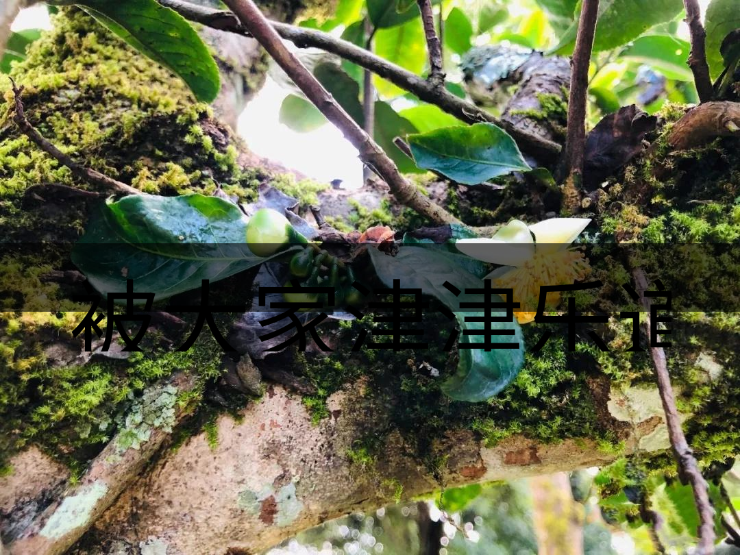 被大家津津樂道的森林茶，你知道是什么？-4-1