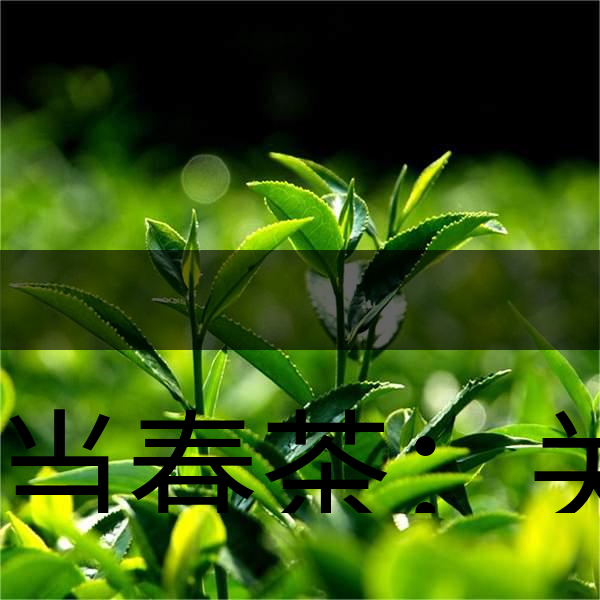 正當春茶：關(guān)于這些茶知識你知道嗎？-1