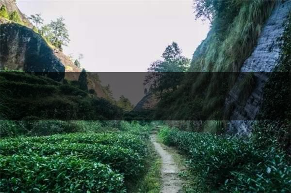 喝武夷山巖茶的香，什么是工藝香？-3