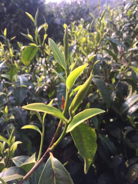 為什么古樹普洱春茶這么受追捧？