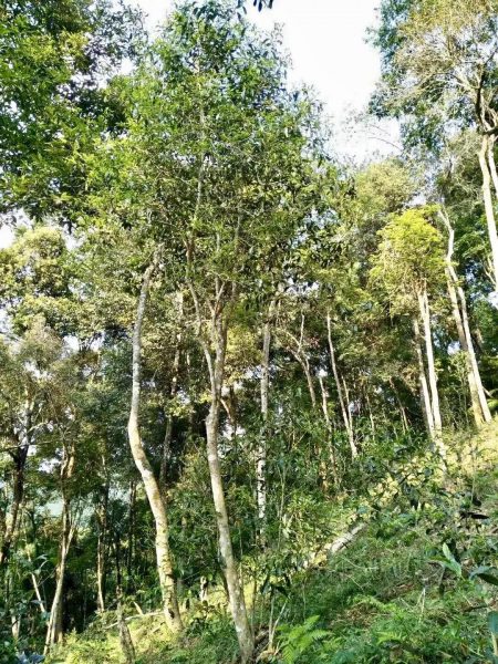 你喝不出來的“高桿古樹”或許就是一個偽概念、偽命題