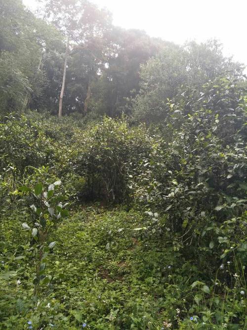 三大知名產(chǎn)區(qū)：老班章、易武、景邁三大茶系都有哪些特點(diǎn)！