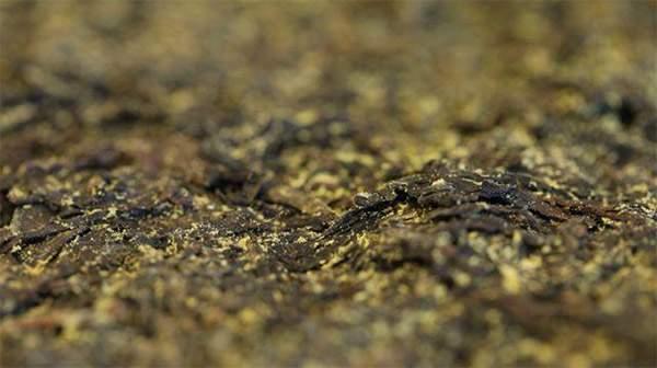 你手中的茯茶金花有可能是假金花？