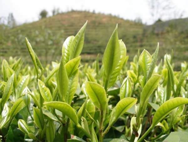 春茶到底好在哪里？