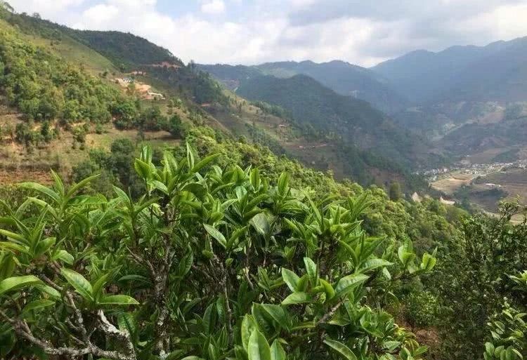 2021年冰島秋茶，你所需要知道的七個事實