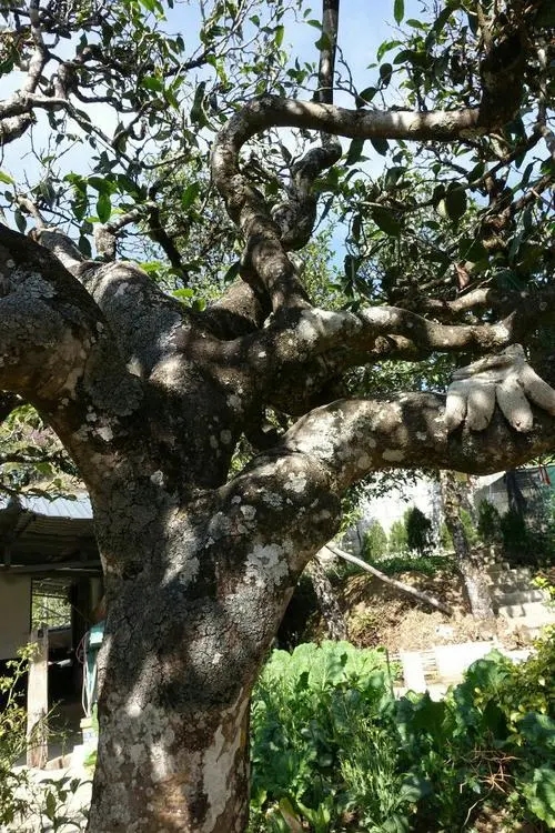 2021年冰島秋茶為何也受喜愛？