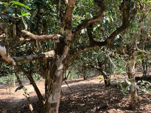 2021年磨烈古樹秋茶特點(diǎn)？