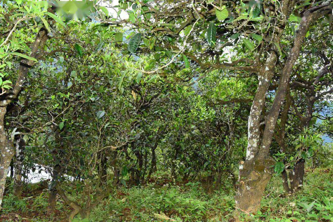 2021年磨烈古樹(shù)秋茶會(huì)是趕超冰島的存在嗎？