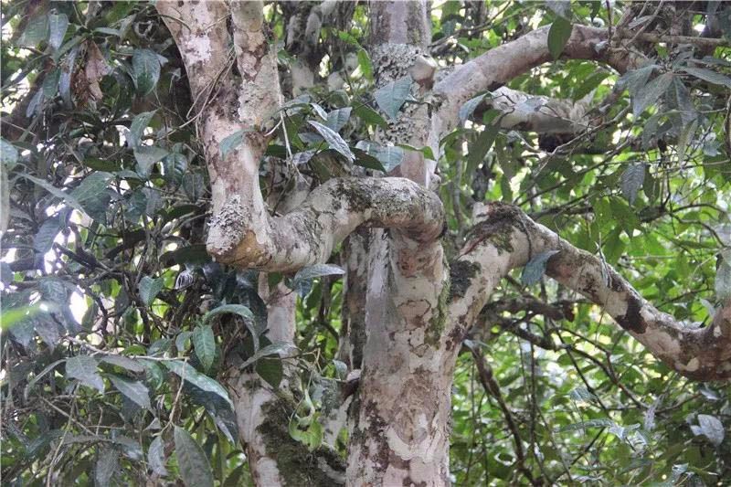 2021小戶(hù)賽古樹(shù)秋茶與冰島茶哪里不一樣？